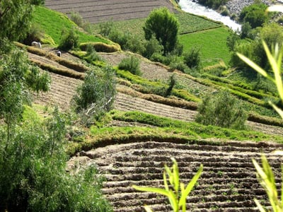 How Lima’s Urban Gardens Are Transforming Slums Into Sanctuaries