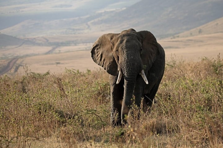 volunteer in africa